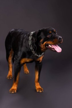 Sevimli genç rottweiler köpek, stüdyo vurdu.