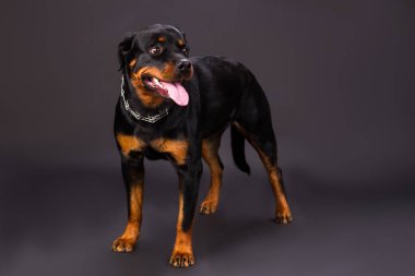 Şirin rottweiler köpek yavrusu, stüdyo vurdu.