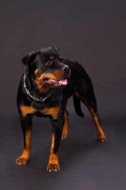 Rottweiler portre stüdyo.