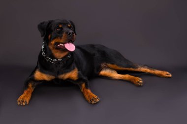 Sevimli genç rottweiler, stüdyo vurdu.
