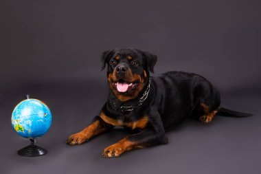 Rottweiler köpek küre Studio ile.