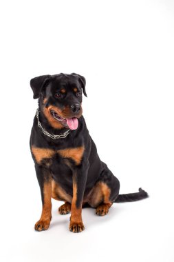 Beyaz oturan genç rottweiler.