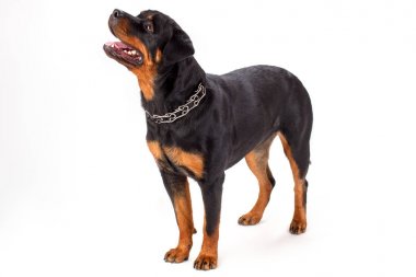 Genç güzel rottweiler stüdyo çekim.