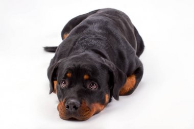 Çok güzel yalancı rottweiler köpek yakın çekim.