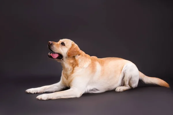 Blond labrador hund liggande på svart bakgrund. — Stockfoto