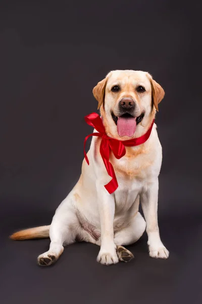 Vackra labrador med rött band på hals. — Stockfoto