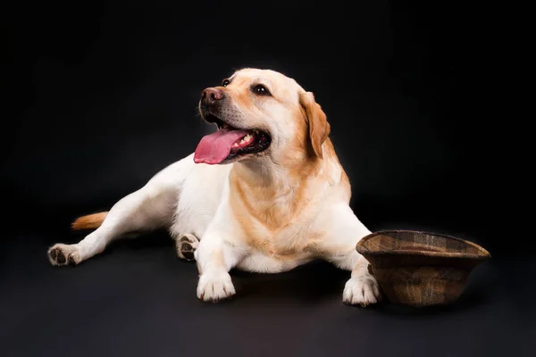 Amarelo labrador retriever e chapéu . — Fotografia de Stock