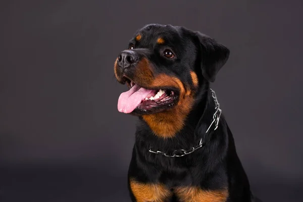 Portrét rozkošný Rotvajler pes. — Stock fotografie