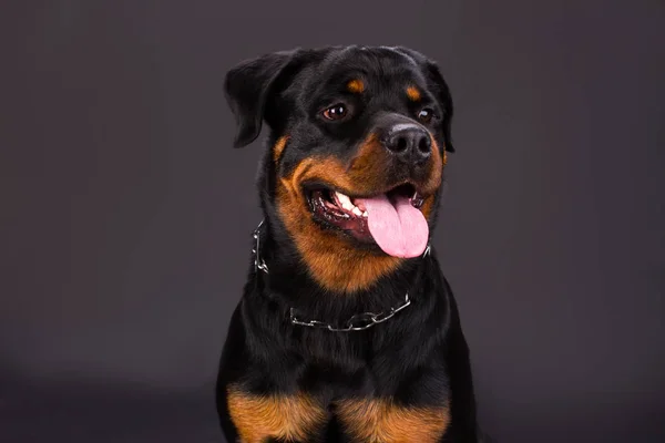 Портрет милой ротвейлерской собаки . — стоковое фото