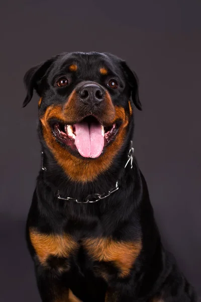 Retrato f bonito jovem rottweiler . — Fotografia de Stock