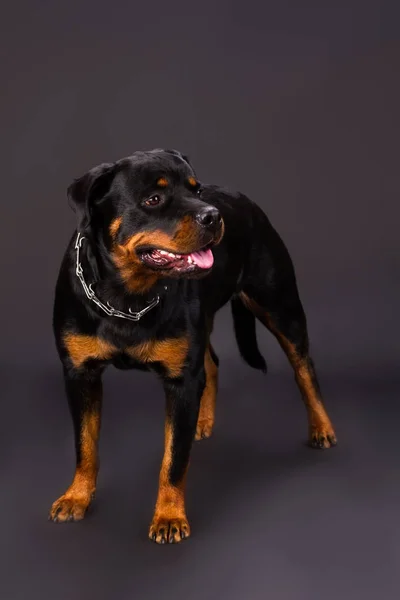 Rottweiler retrato no estúdio . — Fotografia de Stock