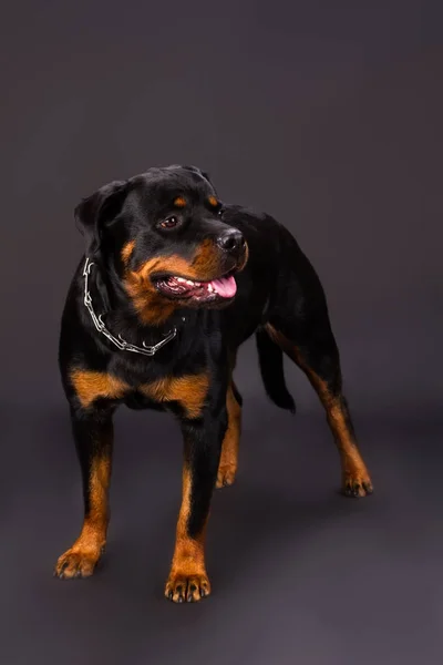 Rottweiler porträtt i studio. — Stockfoto