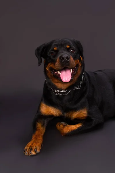 Portrét mladé Rotvajler pes. — Stock fotografie