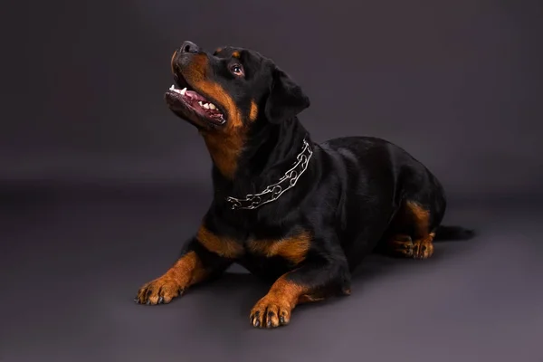 Joven rottweiler mirando hacia arriba . —  Fotos de Stock