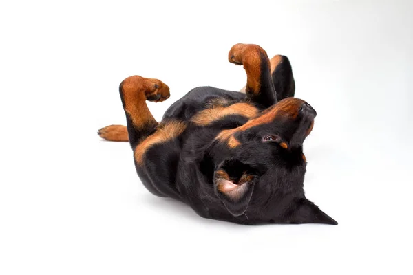 Jovem rottweiler se divertindo, fundo branco . — Fotografia de Stock