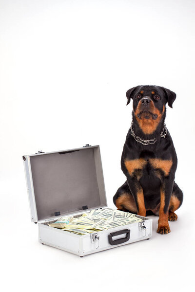 Rottweiler dog and diplomat with dollars.
