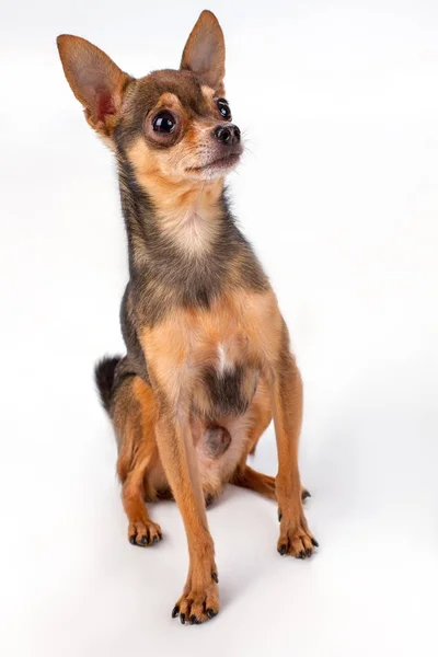 Precioso juguete ruso terrier, fondo blanco . — Foto de Stock