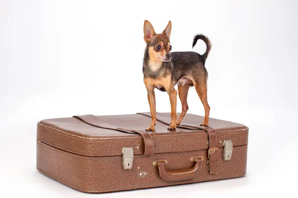 Toy-terrier de pé na mala de viagem . — Fotografia de Stock