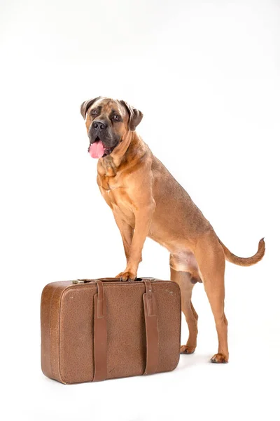 Italienska cane corso på resor resväska. — Stockfoto