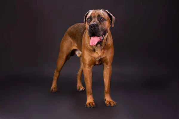 Cane corso italský pes, studio zastřelil. — Stock fotografie