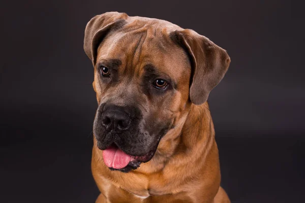 Schattig cane corso, close-up portret. — Stockfoto