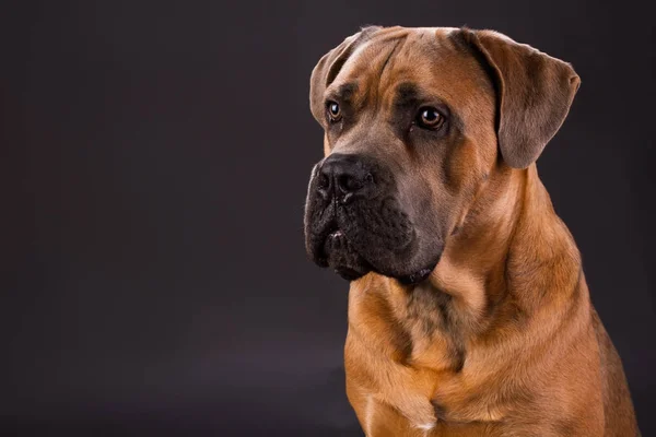 Brown cane corso, ritratto in studio . — Foto Stock