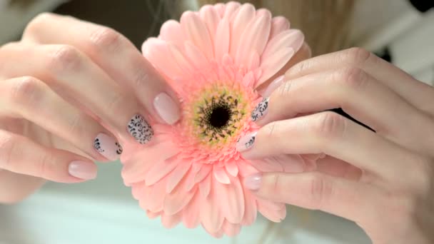 Жіночі руки тримають квітку гербери . — стокове відео