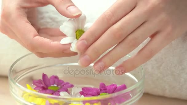 White little chrysanthemum in female hands. — Stock Video
