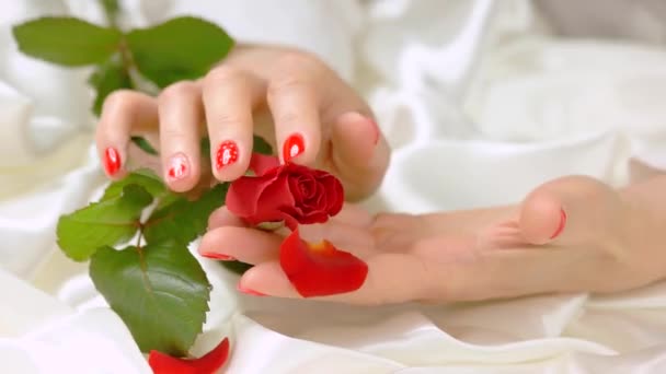 Μπουμπούκι κόκκινο τριαντάφυλλο σε απαλό χέρια. — Αρχείο Βίντεο