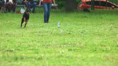 Doberman pinscher köpeği yavaş çekimde bir oyuncağa koşuyor..