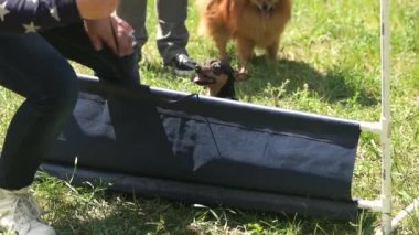 Küçük köpek üzerinde küçük bir bar atlama atlama.