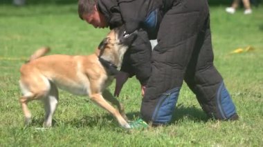 Köpek sert bir figurants kolunu ısırıyor.