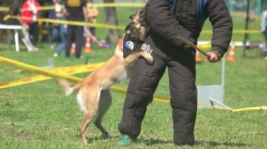 Antrenman ör köpek bir adam özel bir koruyucu suit ile ısırıyor.