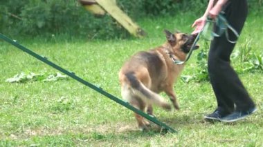 Adam bir köpek eğitim.