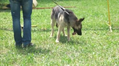Köpek koklama ve onun sahibi taşıma.