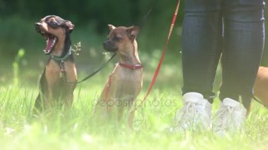 İki oturma chihuahuas.
