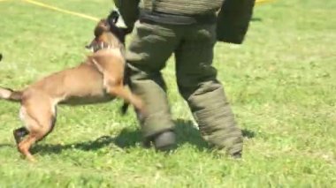 Köpek deli gibi figurants kol ısırıyor.