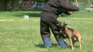 Köpek ısırma bitiriyor.