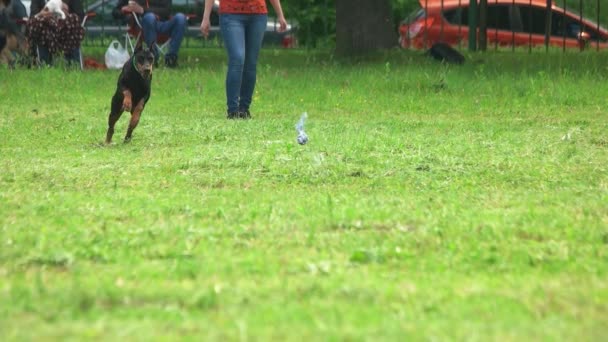 Doberman pinscher cão está correndo para um brinquedo em câmera lenta . — Vídeo de Stock