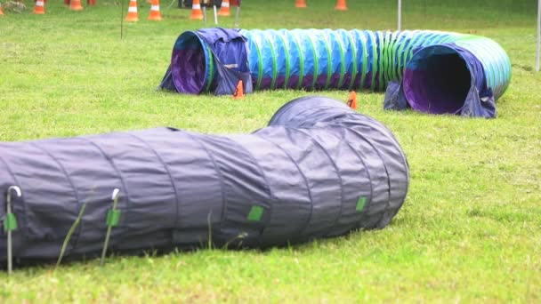 Hond loopt uit een tunnel. — Stockvideo