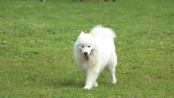 Samoyed cão está andando em câmera lenta . — Vídeo de Stock