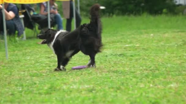 Dog is picking up a puller toy. — Stock Video