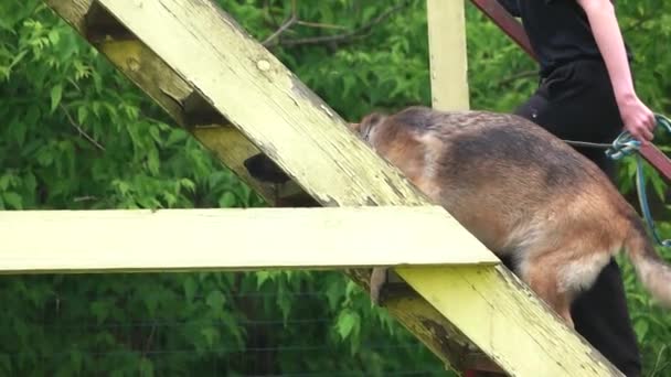 Dog is failing to go upstairs. — Stock Video