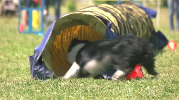 Hunden blir inne i en tunnel med hög hastighet. — Stockvideo