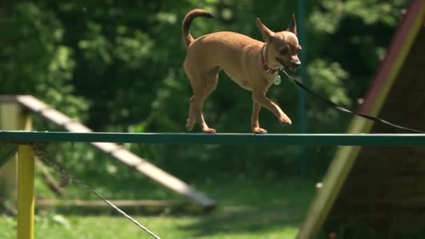 Hund läuft zaghaft auf Planke eines Hundeauslaufs. — Stockvideo