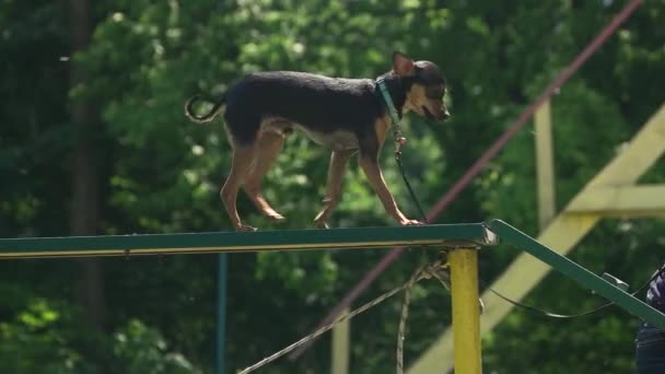 El perro está bajando la escalera. . — Vídeo de stock