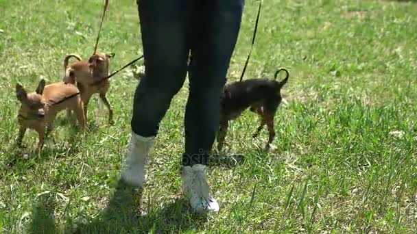 Três cães estão seguindo seu mestre . — Vídeo de Stock