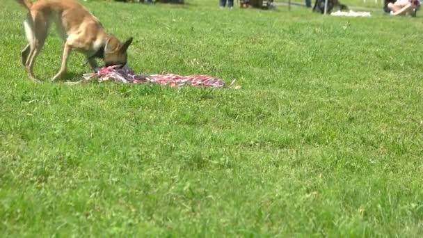 Cão está cheirando e carregando um monte de fitas . — Vídeo de Stock