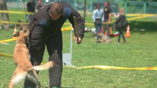 Hond is een man bijten en draaien rond. — Stockvideo