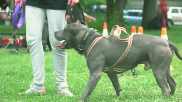 The dogs owner is putting down the puller toy. — Stock Video